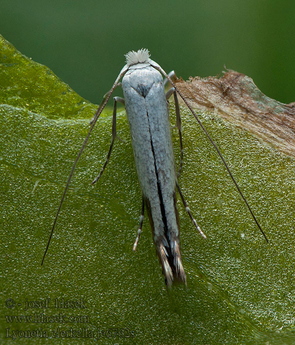 Lyonetia clerkella