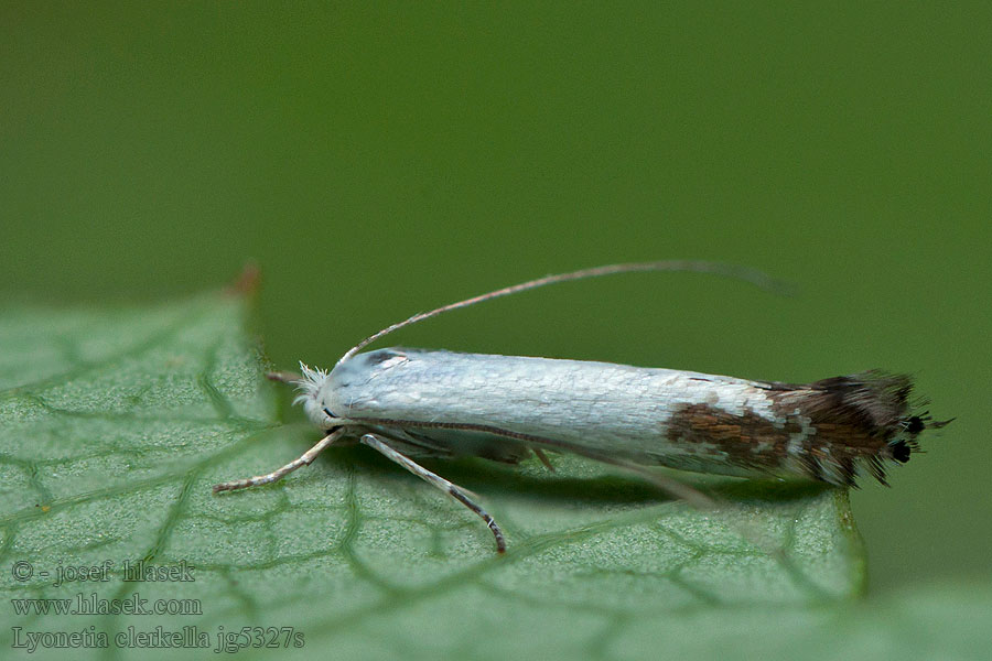 Leaf Miner Podkopáčik ovocný Lyonetia clerkella