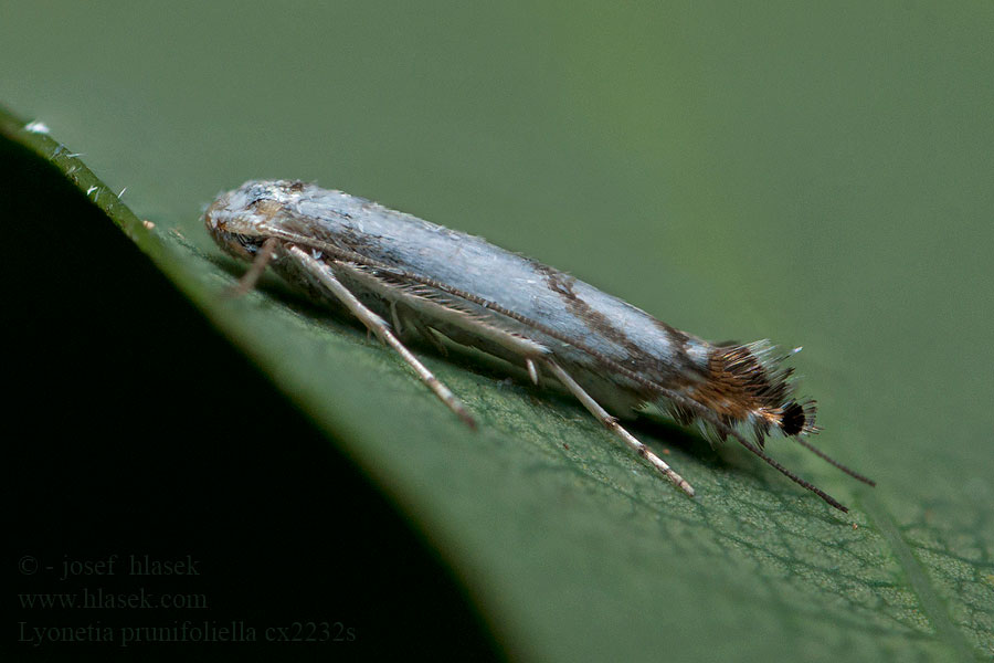 Lyonetia prunifoliella Podkopníček švestkový Podkopáčik slivkový