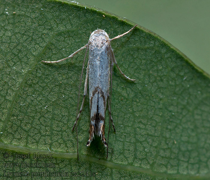 Lyonetia prunifoliella Минирующая моль-малышка сливовая Sleedoornhangmatmot