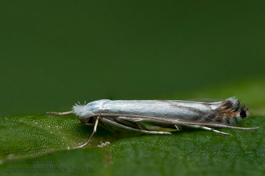 Lyonetia prunifoliella