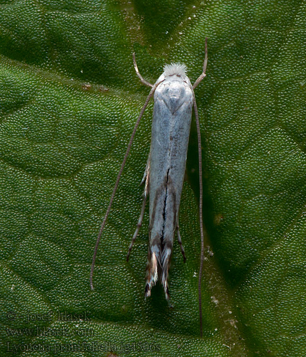 Podkopníček švestkový Oxbärvridvingemal Lyonetia prunifoliella