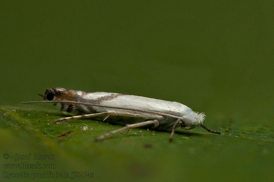 Sleedoornhangmatmot Oxbärvridvingemal Lyonetia prunifoliella