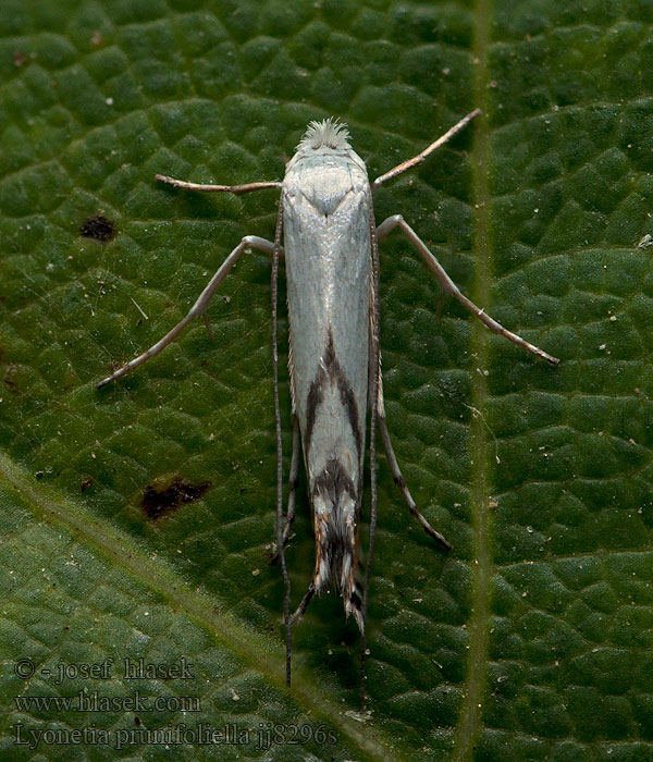 Минирующая моль-малышка сливовая Lyonetia prunifoliella