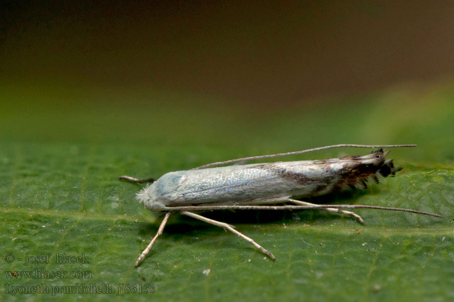 Podkopníček švestkový Podkopáčik slivkový Lyonetia prunifoliella