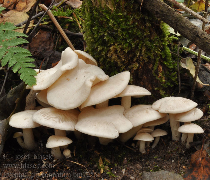 Lyophyllum connatum Clitocybe connata White Domecap Vit tuvskivling Strmulec biely Líha srostlá Лиофиллум сросшийся Podblaszek zrosły Hvit knippesopp Weißer Büschelrasling Nurmitupaskynsikäs Gráknipplingur Ліофіл зрослий Fehércsokros álpereszke Bundelridderzwam Lyophylle conné Nurmitupaskynsikäs Balsvoji kupstabudė Knippe-gråblad