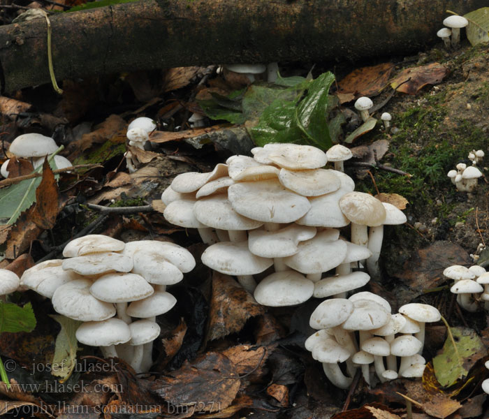 Fehércsokros álpereszke Bundelridderzwam Lyophylle conné Nurmitupaskynsikäs Balsvoji kupstabudė Knippe-gråblad Lyophyllum connatum Clitocybe connata White Domecap Vit tuvskivling Strmulec biely Líha srostlá Лиофиллум сросшийся Podblaszek zrosły Hvit knippesopp Weißer Büschelrasling Nurmitupaskynsikäs Gráknipplingur Ліофіл зрослий