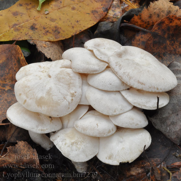 Nurmitupaskynsikäs Balsvoji kupstabudė Knippe-gråblad Lyophyllum connatum Clitocybe connata White Domecap Vit tuvskivling Strmulec biely Líha srostlá Лиофиллум сросшийся Podblaszek zrosły Hvit knippesopp Weißer Büschelrasling Nurmitupaskynsikäs Gráknipplingur Ліофіл зрослий Fehércsokros álpereszke Bundelridderzwam Lyophylle conné