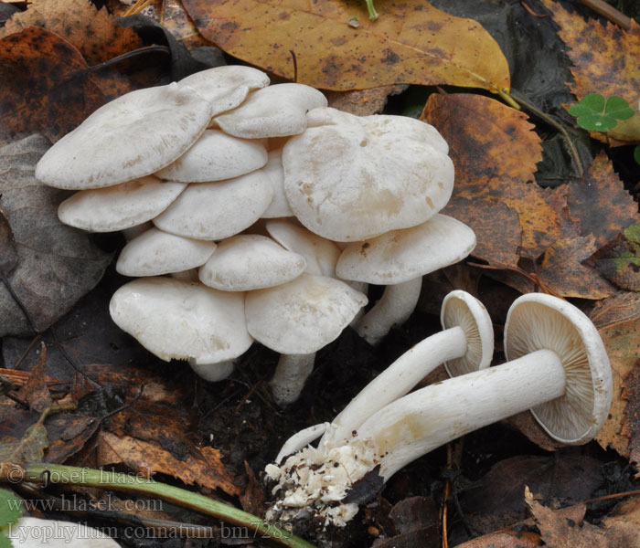 Knippe-gråblad Lyophyllum connatum Clitocybe connata White Domecap Vit tuvskivling Strmulec biely Líha srostlá Лиофиллум сросшийся Podblaszek zrosły Hvit knippesopp Weißer Büschelrasling Nurmitupaskynsikäs Gráknipplingur Ліофіл зрослий Fehércsokros álpereszke Bundelridderzwam Lyophylle conné Nurmitupaskynsikäs Balsvoji kupstabudė