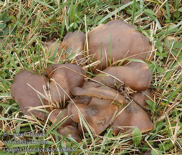 Lyophyllum decastes a8968