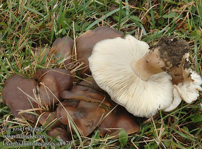 Lyophyllum decastes Tricholome agrégé Bruine bundelridderzwam