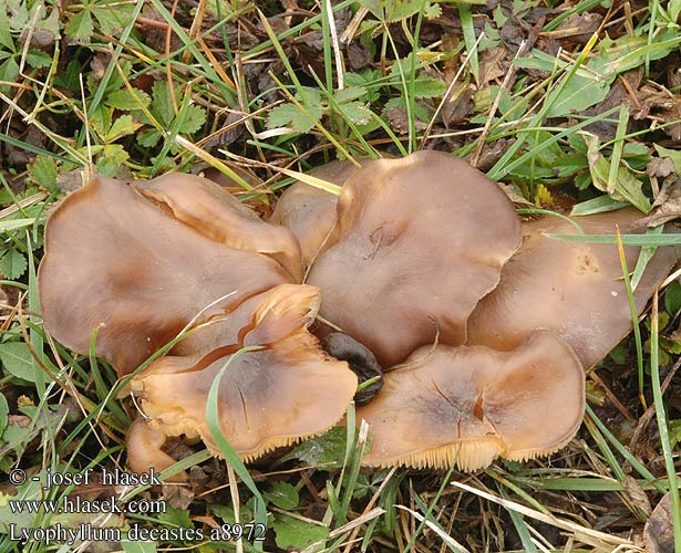 Lyophyllum decastes Büschel-Rasling Büschel Brauner Rasling