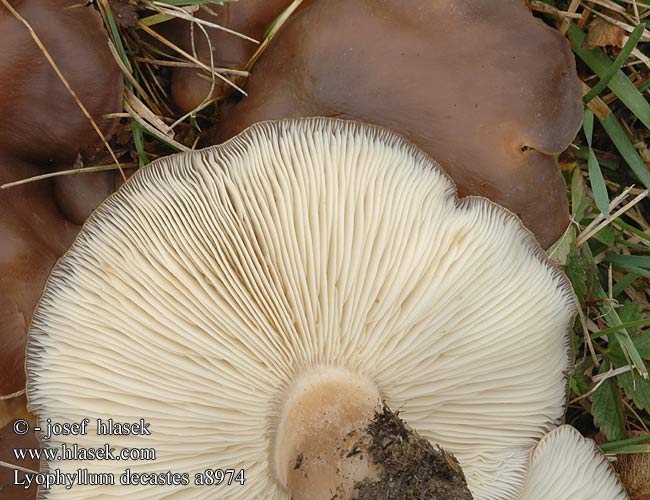 Lyophyllum decastes Podblaszek gromadny Strmulec nakopený