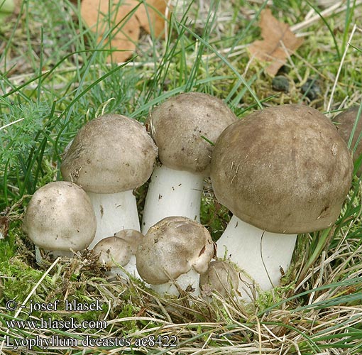 Lyophyllum decastes Agaricus aggregatus amplus subdecastes aggregata