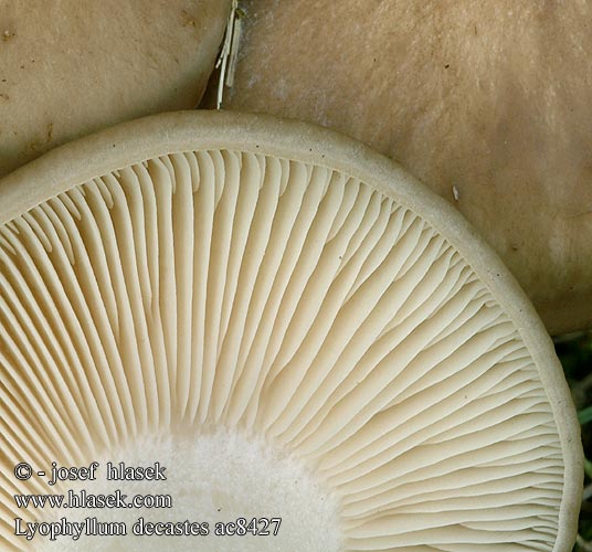 Lyophyllum decastes Tricholoma amplum Grå knippesopp Clustered Domecap