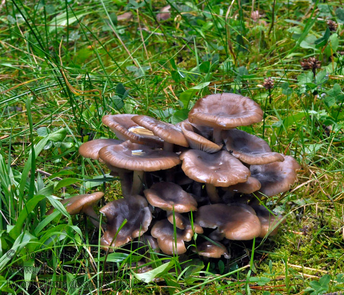 Büschel-Rasling Büschel Brauner Rasling Lyophyllum decastes