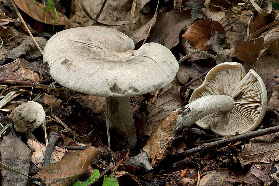 Líha šedookrová Lyophyllum leucophaeatum