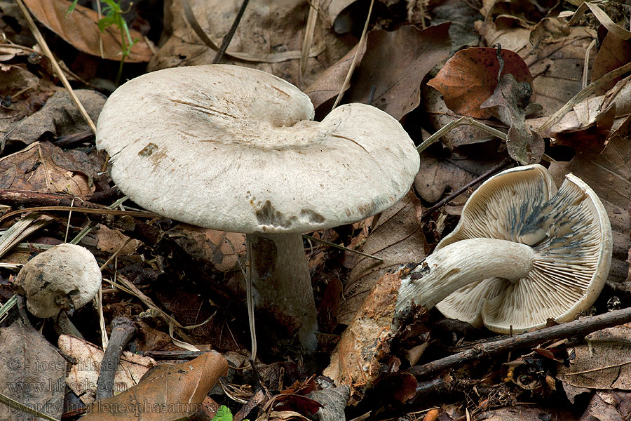 Gerberei Schwärzling Lyophyllum leucophaeatum