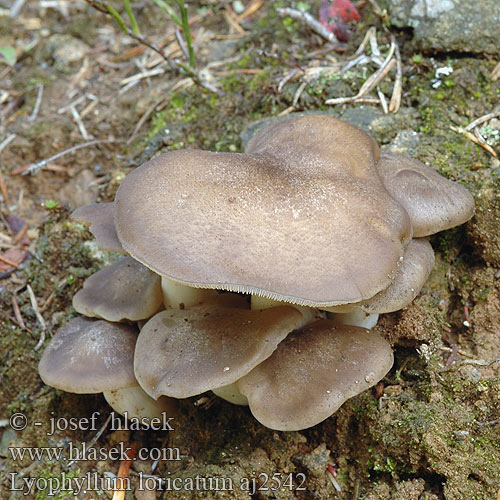 Lyophyllum loricatum Líha obrněná chrupavčitá