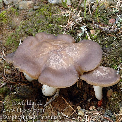 Lyophyllum loricatum Podblaszek twardoskórkowy Kępkowiec żeberkowano-żyłkowany