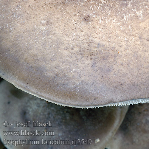 Lyophyllum loricatum Knorpeliger Rasling Gepanzerter Trdokožni zajček