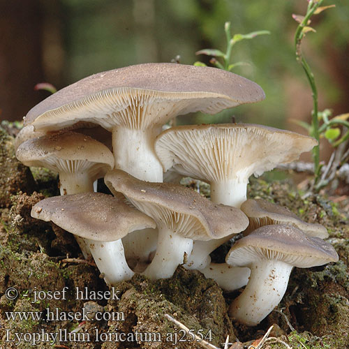 Lyophyllum loricatum Brosktuvskivling Strmulec parkový