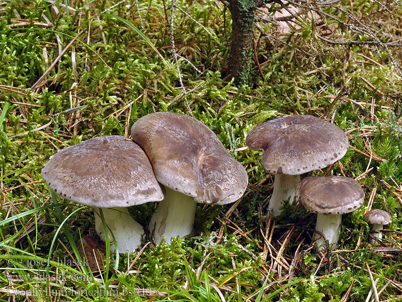 Lyophyllum loricatum Ruskotupaskynsikäs