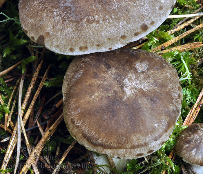 Líha obrněná chrupavčitá Lyophyllum loricatum