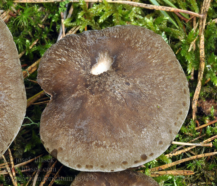 Lyophyllum loricatum Podblaszek twardoskórkowy