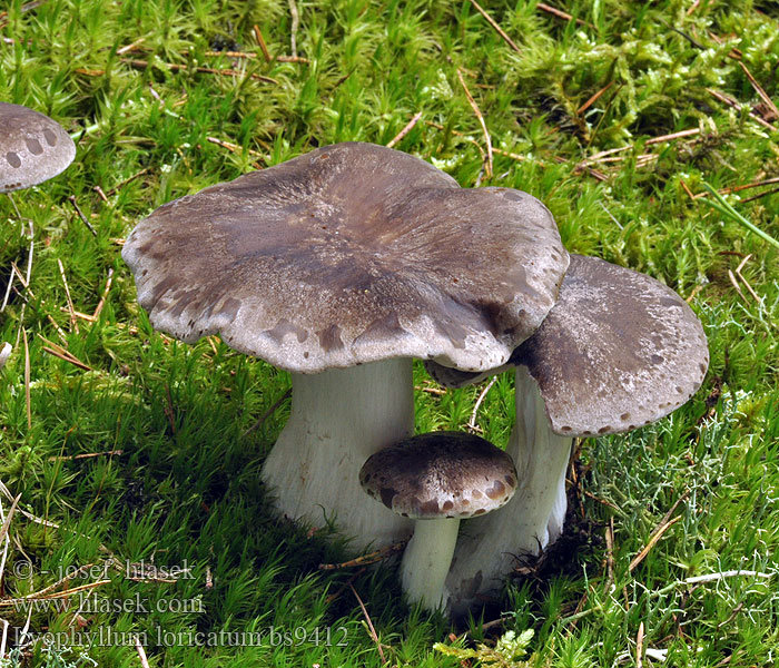 Lyophyllum loricatum Knorpeliger Rasling Gepanzerter