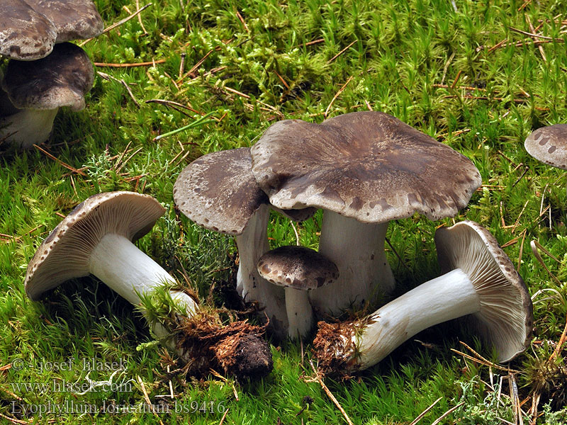 Lyophyllum loricatum Brosktuvskivling