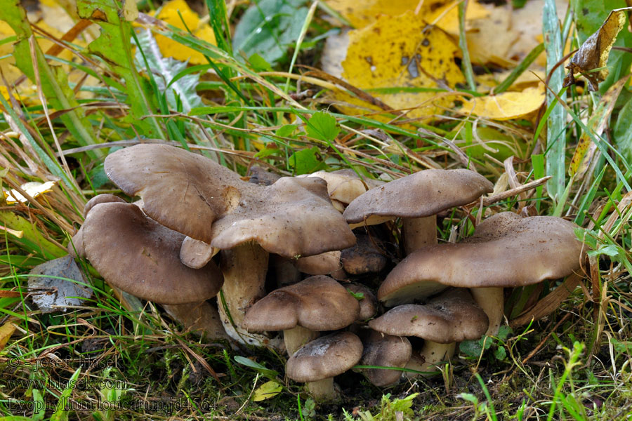 Lyophyllum loricatum