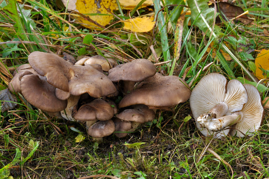 Lyophyllum loricatum