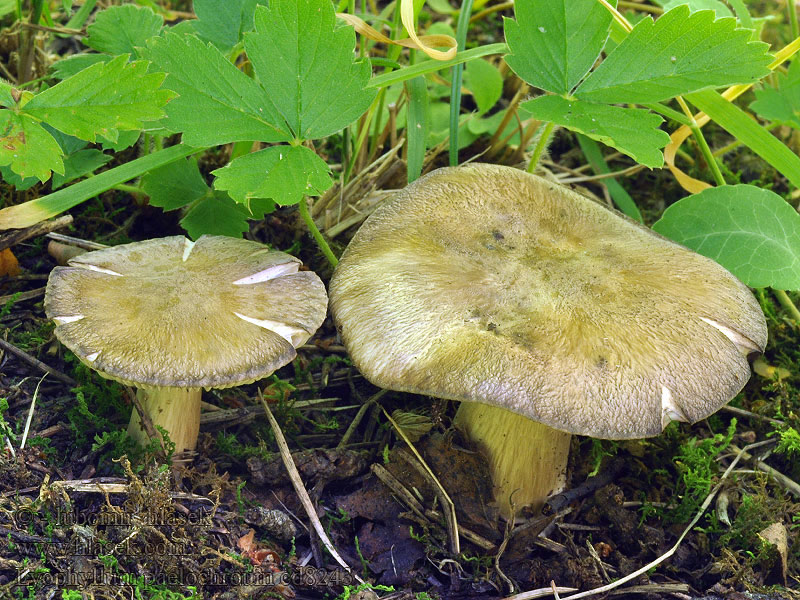 Lyophyllum paelochroum Líha nečistá Dickblätteriger Ritterling