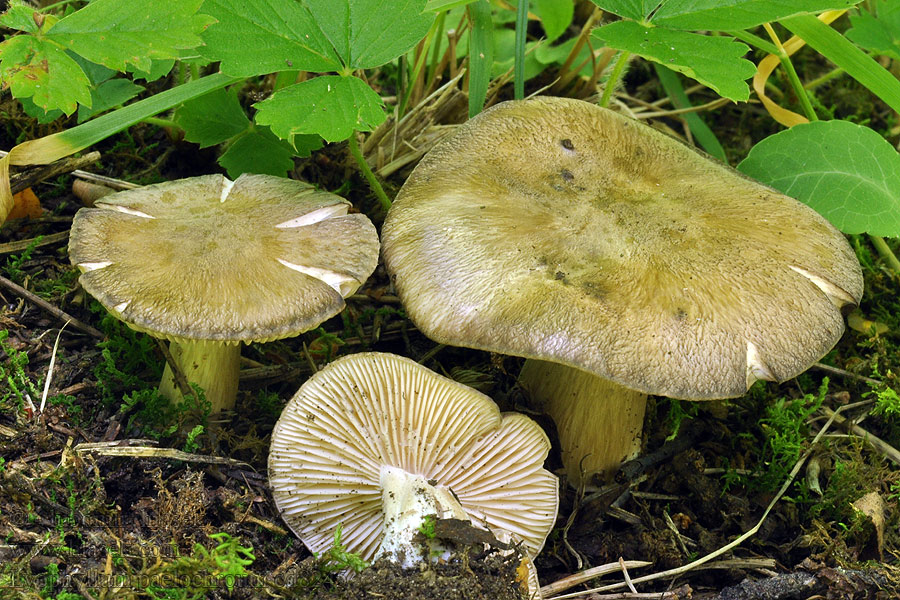 Lyophyllum paelochroum Leemkleurige rouwridderzwam Líha nečistá