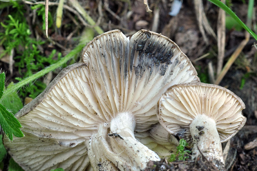 Líha nečistá Lyophyllum paelochroum