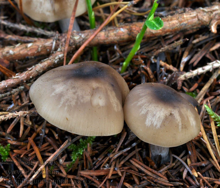 Lyophyllum semitale Líha pěšinková Hygrophaner Rasling