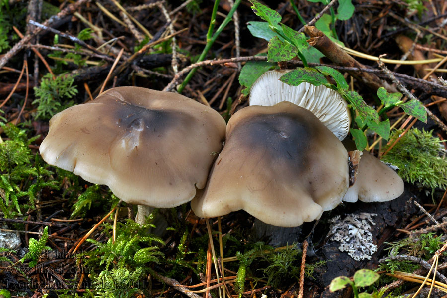 Lyophyllum semitale Sværtende gråblad Mjölsvärting Liten sotgråhatt