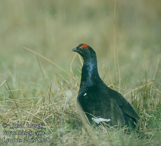 Tetrao tetrix 8978 UK: Black Grouse DE: Birkhuhn FR: Tétras lyre ES: Gallo-lira Común CZ: tetřívek obecný DK: Urfugl NL: Korhoen FI: Teeri IT: Fagiano di monte NO: Orrfugl SE: Orre CN: 黑琴鸡 RU: Тетерев JP: クロライチョウ GR: Λυροπετεινός UO: Тетерев TR: Orman horozu PL: cietrzew HU: nyírfajd SK: tetrov hoľniak EE: Teder