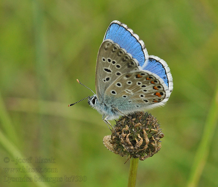 Modraszek adonis Adonisblauwtje Égszínkék boglárka Niña celeste 白緣眼灰蝶 Lysandra bellargus