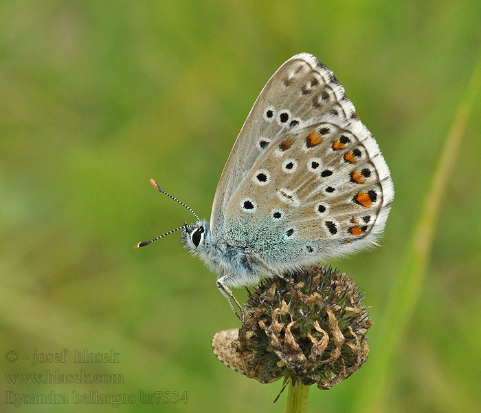 Adonis blue Modráčik podkovový Голубянка красивая Lysandra bellargus