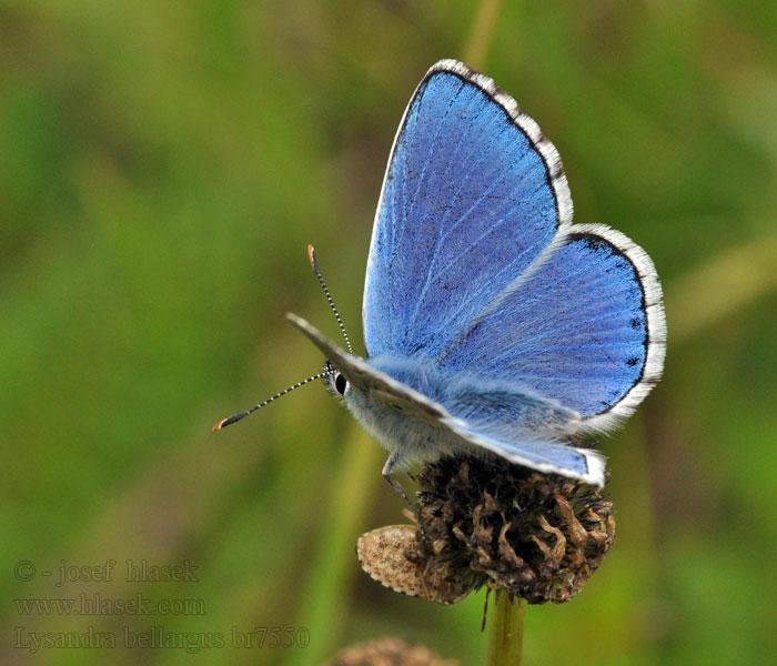 Modrásek jetelový Himmelblauer Bläuling Lysandra bellargus