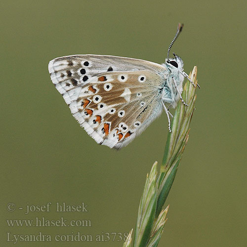 Lysandra coridon Polyommatus Chalk Hill Blue Silbergrüner