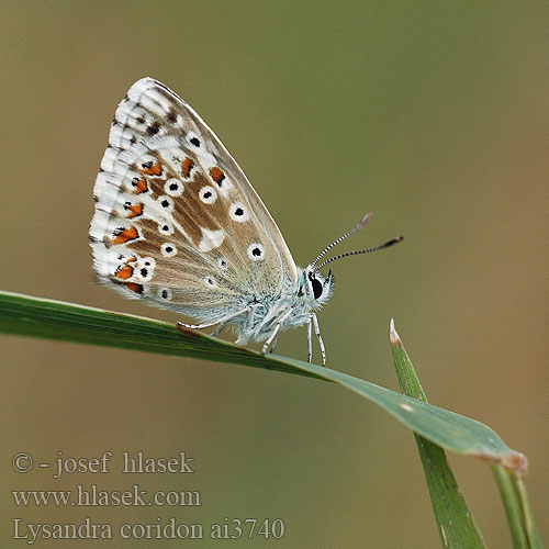 Lysandra coridon Polyommatus Silbergrüner Bläuling Argus bleu-nacré