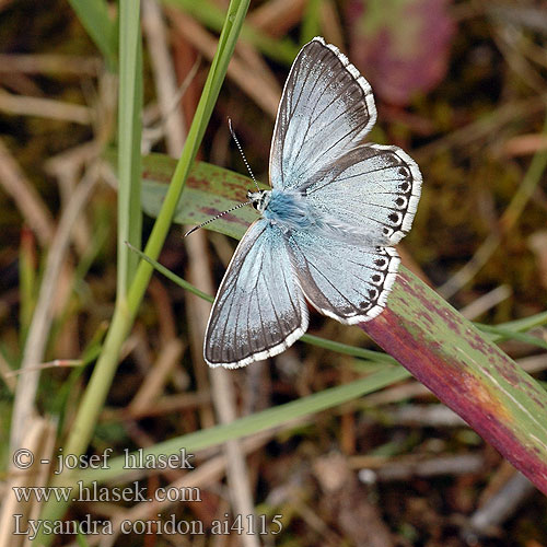 Lysandra coridon 【コリドンヒメシジミ】 Chalk Hill Blue Silbergrüner Bläuling