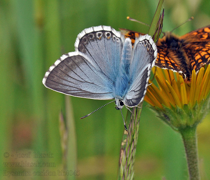 Silbergrüner Bläuling Lysandra coridon Polyommatus