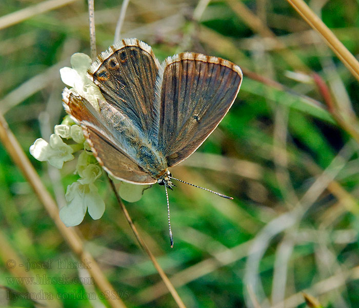 Modrásek vikvicový Lysandra coridon Polyommatus