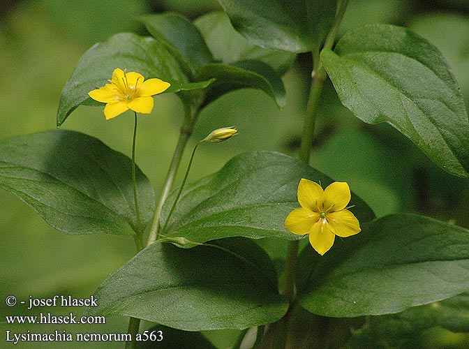 Lysimachia nemorum Yellow pimpernel Lund-fredlos Lundfredlos krypfredlos