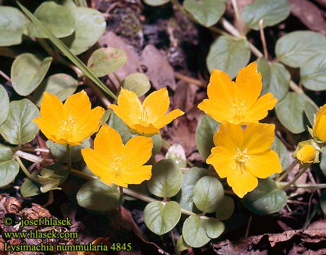 Lysimachia nummularia Creeping jenny Pengebladet fredlos Suikeroalpi