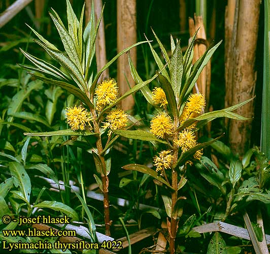 Lysimachia thyrsiflora Naumburgia Tufted loosestrife Dusk-fredlos